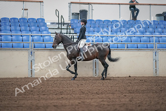 2019 Morgan Horse Show - Sept 01, 2019 - 03661