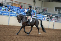 2020 - AB Morgan Horse - Fri, Sept 04 - 05808