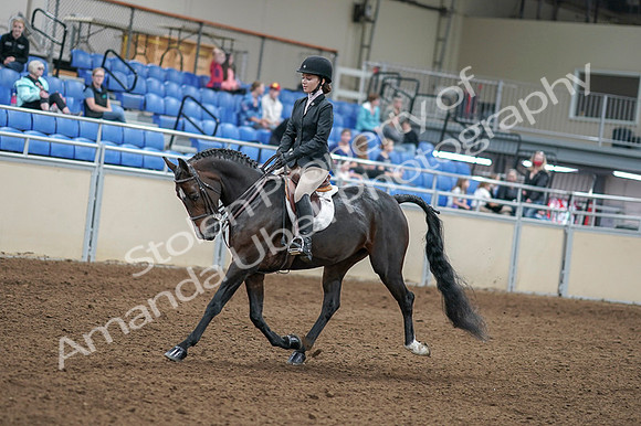 2020 - AB Morgan Horse - Fri, Sept 04 - 05808