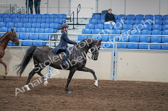 2020 - AB Morgan Horse - Fri, Sept 04 - 03164