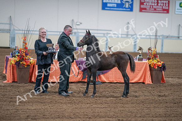 2020 - AB Morgan Horse - Fri, Sept 04 - 06223
