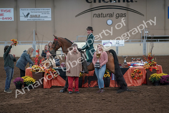 2019 Morgan Horse Show - Sept 01, 2019 - 13433