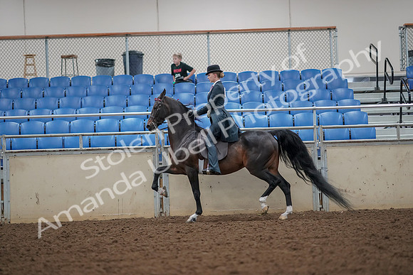 2019 Morgan Horse Show - Aug 30, 2019 - 25114