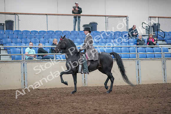 2019 Morgan Horse Show - Aug 31, 2019 - 08505