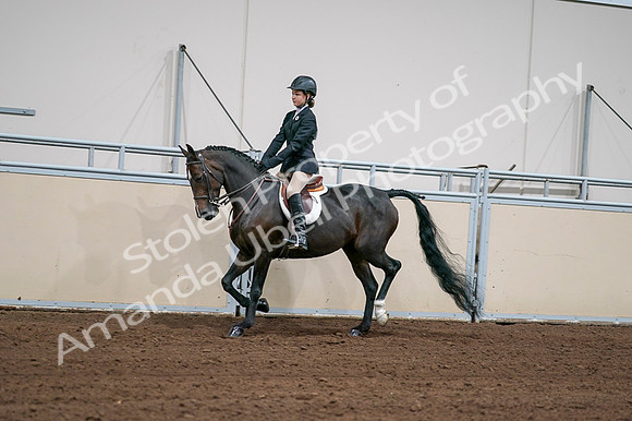 2020 - AB Morgan Horse - Fri, Sept 04 - 02022