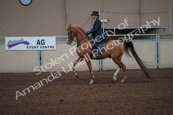 2019 Morgan Horse Show - Sept 01, 2019 - 11918
