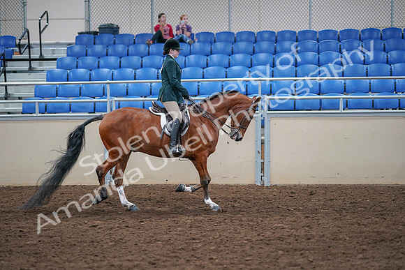 2020 - AB Morgan Horse - Sat, Sept 05 - 05119