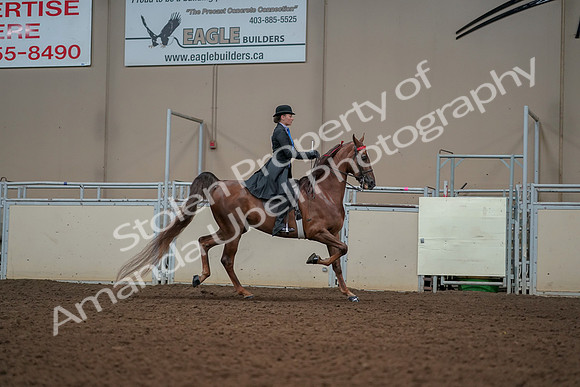 2019 Morgan Horse Show - Aug 30, 2019 - 25235