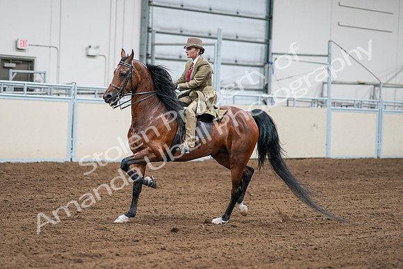 2020 - AB Morgan Horse - Sat, Sept 05 - 08079