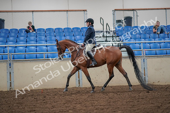 2019 Morgan Horse Show - Aug 30, 2019 - 16107