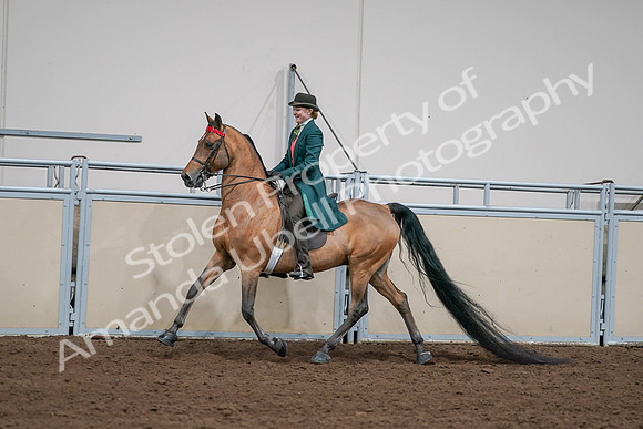 2020 - AB Morgan Horse - Sat, Sept 05 - 13695
