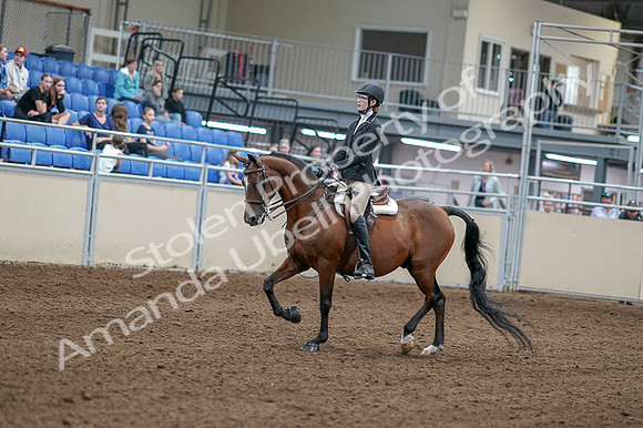 2020 - AB Morgan Horse - Fri, Sept 04 - 05857