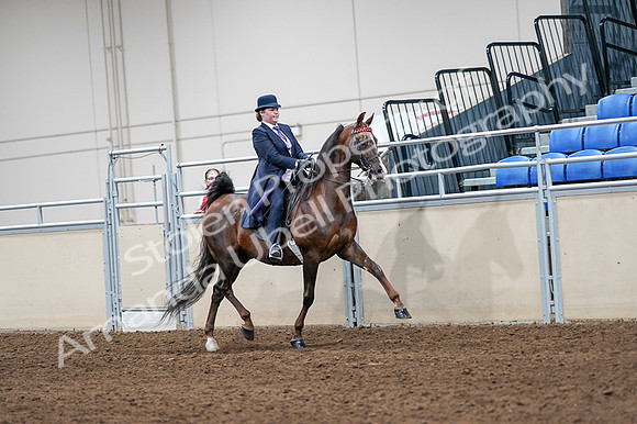 2020 - AB Morgan Horse - Fri, Sept 04 - 08073