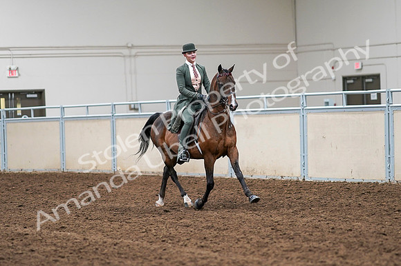 2020 - AB Morgan Horse - Fri, Sept 04 - 03400