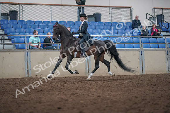 2019 Morgan Horse Show - Aug 31, 2019 - 08726