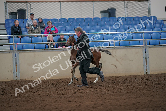 2019 Morgan Horse Show - Aug 30, 2019 - 24655