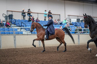 2019 Morgan Horse Show - Aug 31, 2019 - 08471