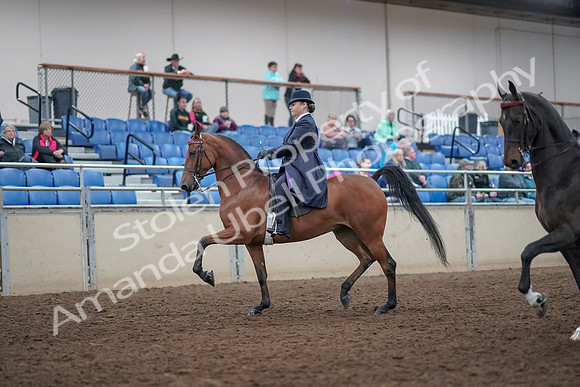 2019 Morgan Horse Show - Aug 31, 2019 - 08471
