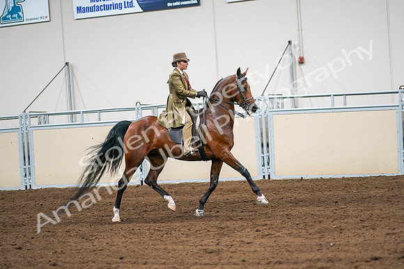 2020 - AB Morgan Horse - Sat, Sept 05 - 08184