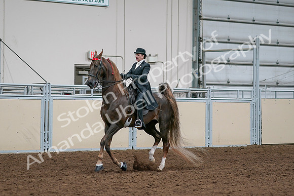 2020 - AB Morgan Horse - Sat, Sept 05 - 13102
