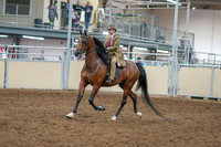 2020 - AB Morgan Horse - Sat, Sept 05 - 05277
