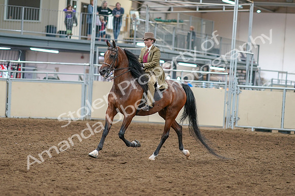 2020 - AB Morgan Horse - Sat, Sept 05 - 05277