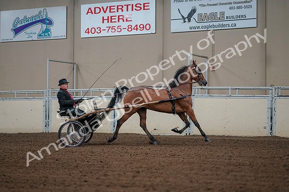 2019 Morgan Horse Show - Aug 30, 2019 - 13427