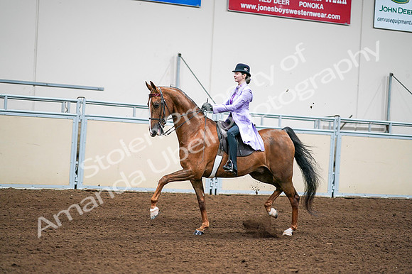 2020 - AB Morgan Horse - Fri, Sept 04 - 04924