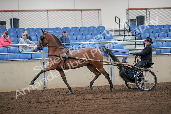 2019 Morgan Horse Show - Aug 30, 2019 - 13328