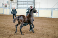 2020 - AB Morgan Horse - Fri, Sept 04 - 06182
