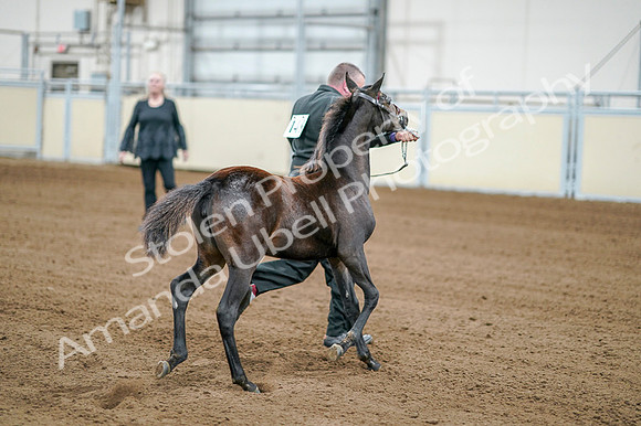 2020 - AB Morgan Horse - Fri, Sept 04 - 06182