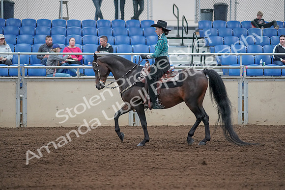 2019 Morgan Horse Show - Sept 01, 2019 - 06817