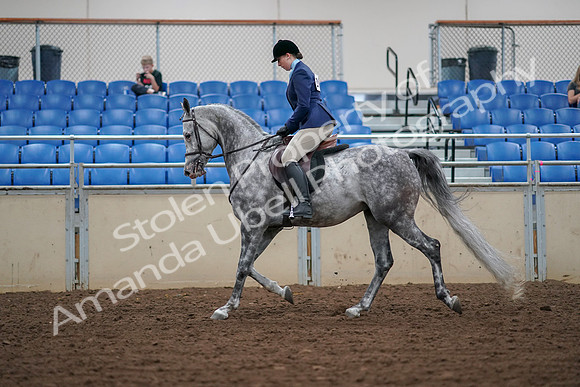 2019 Morgan Horse Show - Aug 30, 2019 - 16060