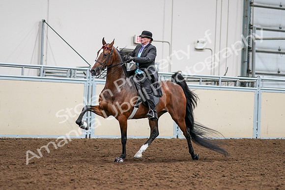 2020 - AB Morgan Horse - Sat, Sept 05 - 12985