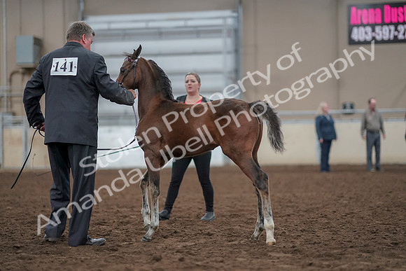 2019 Morgan Horse Show - Aug 31, 2019 - 00403