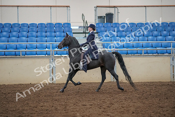 2019 Morgan Horse Show - Aug 30, 2019 - 12183