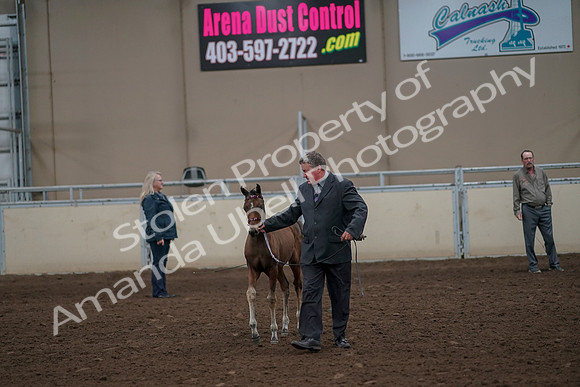 2019 Morgan Horse Show - Aug 31, 2019 - 00384