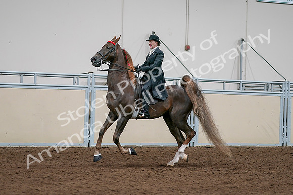 2020 - AB Morgan Horse - Sat, Sept 05 - 13120