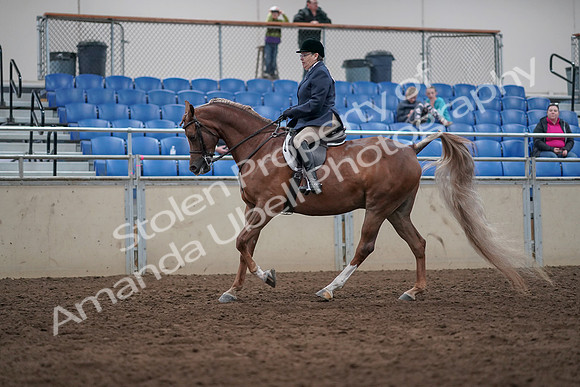 2019 Morgan Horse Show - Sept 01, 2019 - 08739