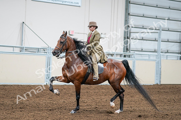 2020 - AB Morgan Horse - Sat, Sept 05 - 08088