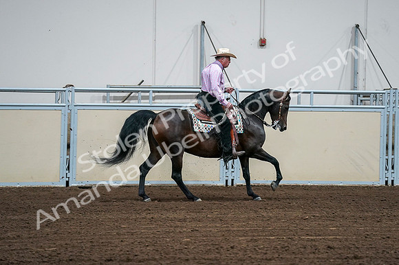 2020 - AB Morgan Horse - Fri, Sept 04 - 00569