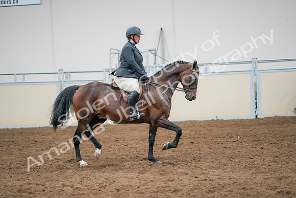 2020 - AB Morgan Horse - Sat, Sept 05 - 14556