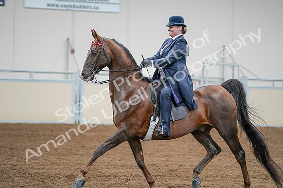 2020 - AB Morgan Horse - Fri, Sept 04 - 08223