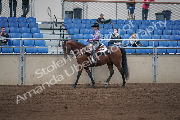 2019 Morgan Horse Show - Sept 01, 2019 - 06763