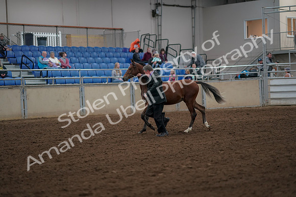 2019 Morgan Horse Show - Aug 30, 2019 - 25535