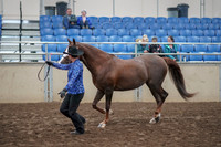 2019 Morgan Horse Show - Aug 31, 2019 - 02914