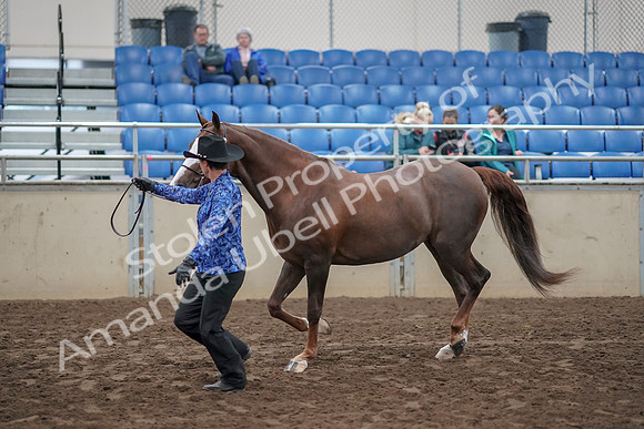 2019 Morgan Horse Show - Aug 31, 2019 - 02914