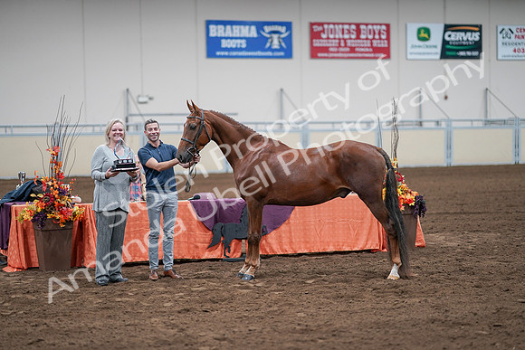 2020 - AB Morgan Horse - Sat, Sept 05 - 00280