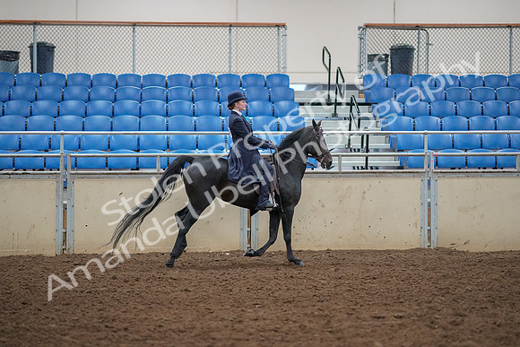 2019 Morgan Horse Show - Aug 30, 2019 - 12494