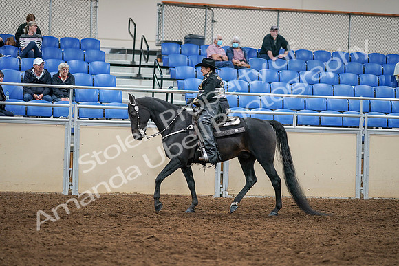 2020 - AB Morgan Horse - Sat, Sept 05 - 08870